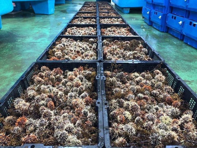 每年夏天澎湖縣水產種苗繁殖場都會放流馬糞海膽苗,希望增加澎湖的海膽族群。(圖/歐俊龍提供)